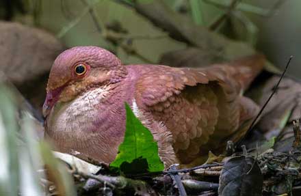 Ruddy Quail-Dove