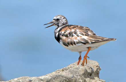 Ruddy Turnstone