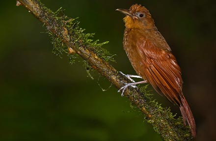 Ruddy Woodcreeper 