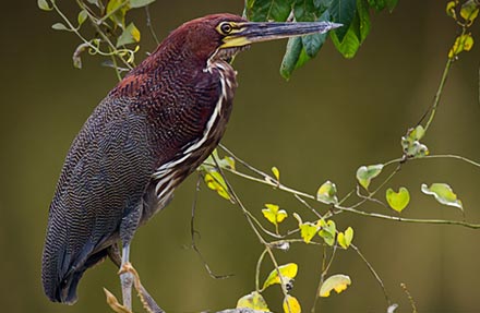 Rufescent Tiger-Heron