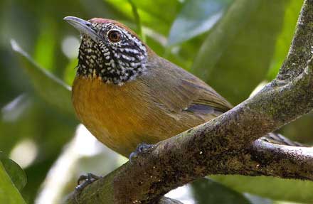 Rufous-breasted Wren 