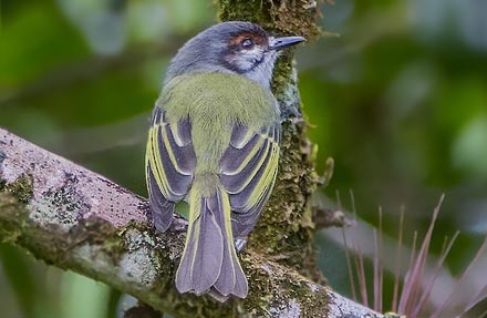 Rufous-browed Tyrannulet 