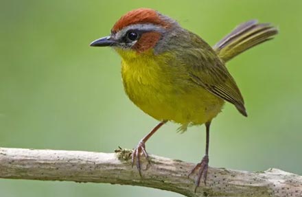 Rufous-capped Warbler 