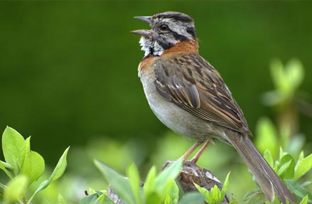 Rufous-collared Sparrow 