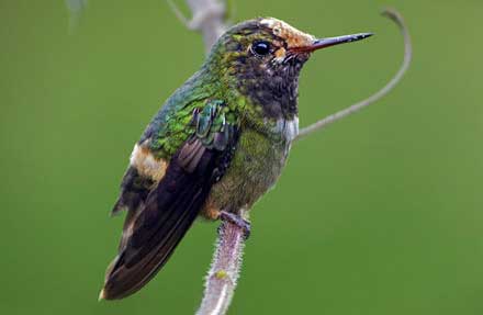 Rufous-crested Coquette