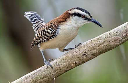 Rufous-naped Wren 