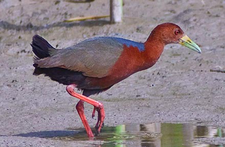 Rufous-necked Wood-Rail