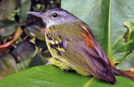 Rufous-rumped Antwren 