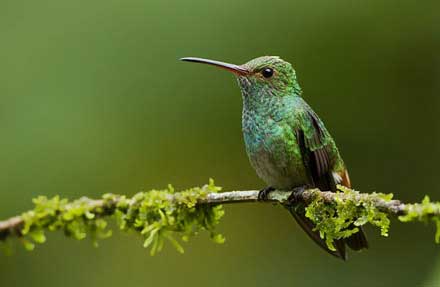 Rufous-tailed Hummingbird