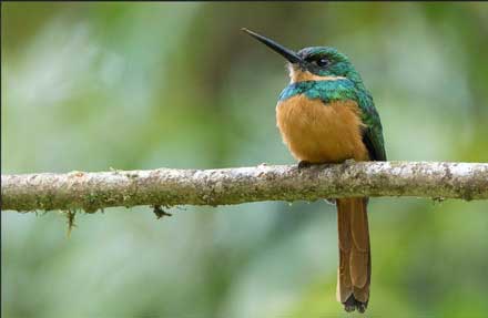Rufous-tailed Jacamar