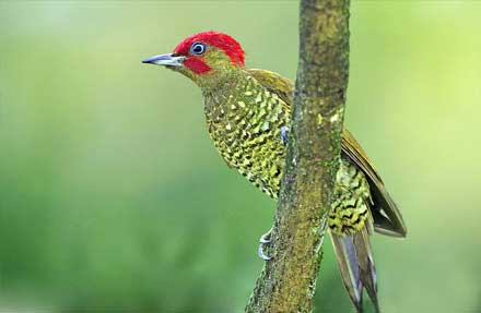 Rufous-winged Woodpecker