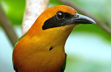 Rufous Motmot