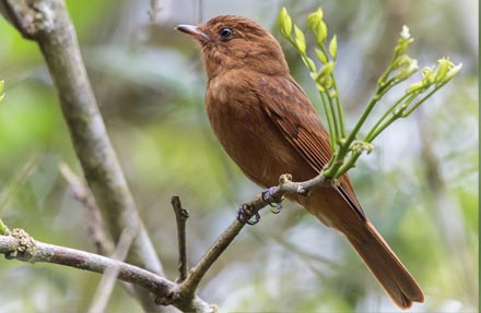 Rufous Mourner 