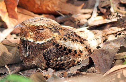Rufous Nightjar