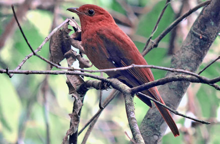 Rufous Piha 
