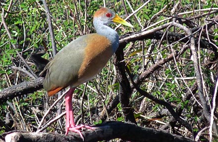 Russet-naped Wood-Rail 