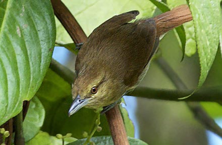 Russet Antshrike 