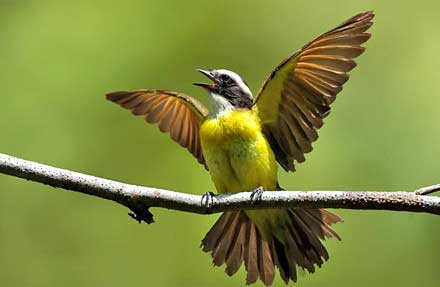 Rusty-margined Flycatcher 