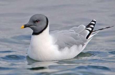 Sabine s Gull