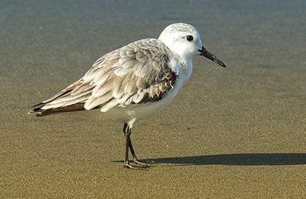 Sanderling