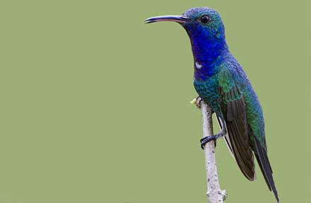Sapphire-throated Hummingbird