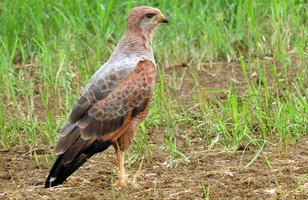 Savanna Hawk 