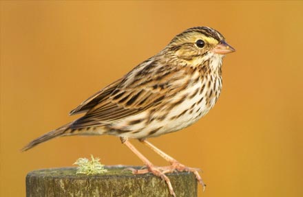 Savannah Sparrow 