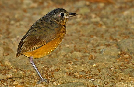 Scaled Antpitta 