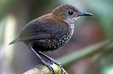 Scaly-breasted Wren 