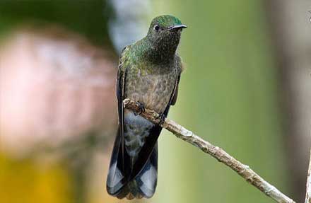 Scaly-breasted Hummingbird