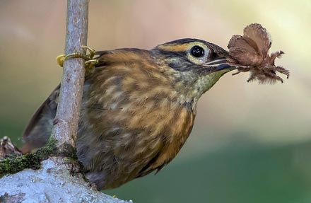 Scaly-throated Foliage-gleaner 