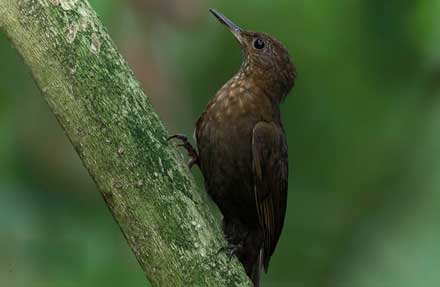 Scaly-throated Leaftosser 