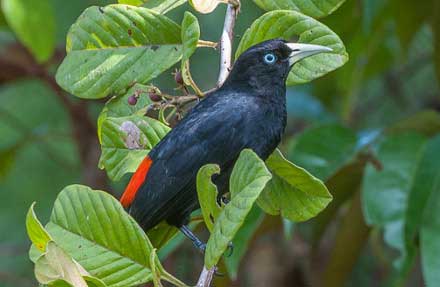 Scarlet-rumped Cacique 