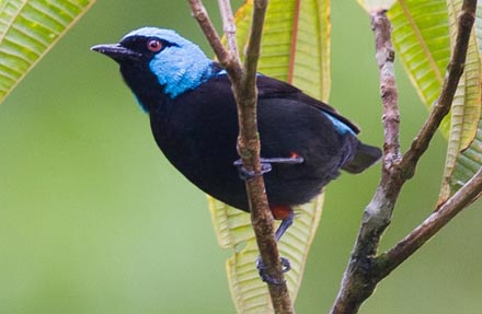 Scarlet-thighed Dacnis 