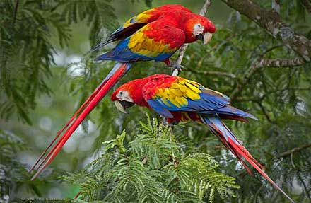 Scarlet Macaw 