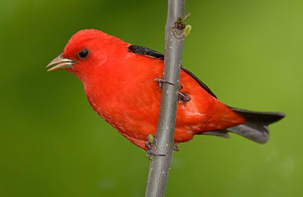 Scarlet Tanager 