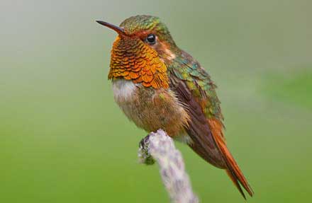 Scintillant Hummingbird