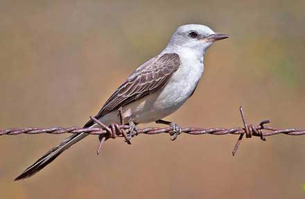 Scissor-tailed Flycatcher 