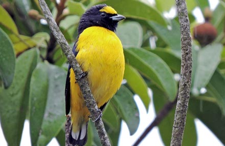 Scrub Euphonia 