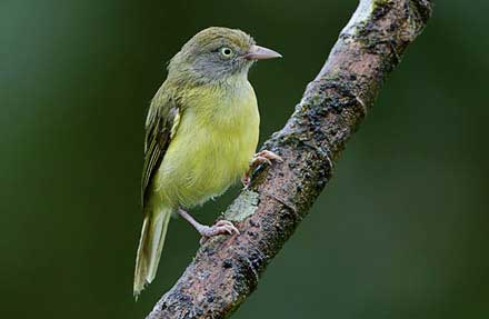 Scrub Greenlet 