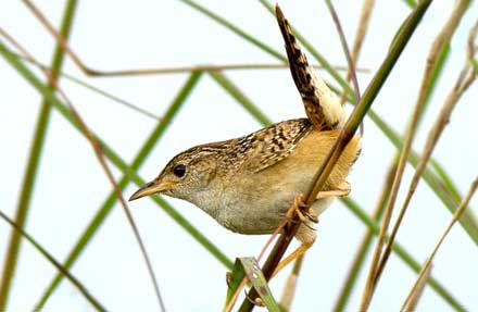 Sedge Wren 