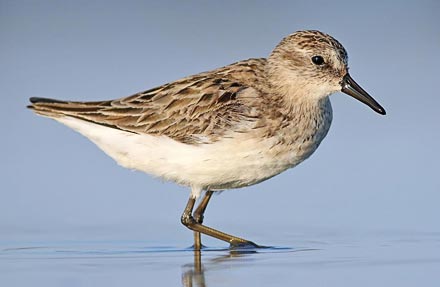 Semipalmated Sandpiper