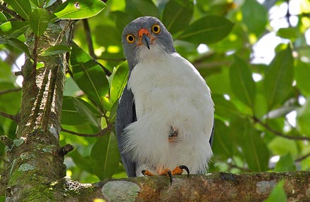 Semiplumbeous Hawk