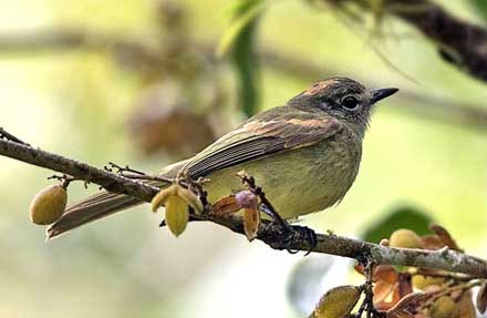 Sepia-capped Flycatcher 