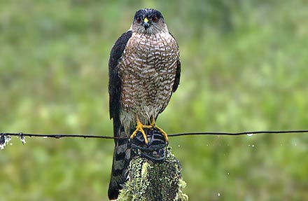 Sharp-shinned Hawk