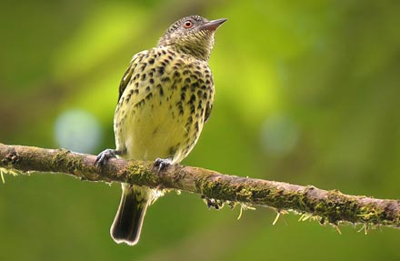 Sharpbill 