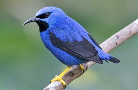 Shining Honeycreeper 