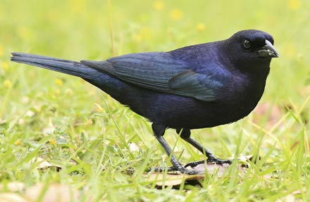 Shiny Cowbird 