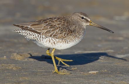 Long-billed Dowitcher
