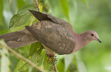 Short-billed Pigeon